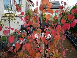 Attēlu rezultāti vaicājumam “Cercidiphyllum japonicum flower”