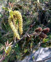 Attēlu rezultāti vaicājumam “Alnus incana female flower”