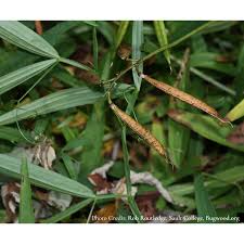 Attēlu rezultāti vaicājumam “Lathyrus sylvestris leaf”