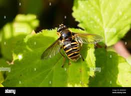 Attēlu rezultāti vaicājumam “Sericomyia silentis”