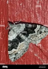 Attēlu rezultāti vaicājumam “Xanthorhoe quadrifasiata”