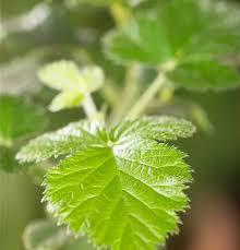 Image result for Rubus sectio