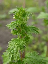 Attēlu rezultāti vaicājumam “Urtica urens”