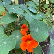 Image result for Tropaeolum majus