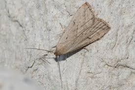 Attēlu rezultāti vaicājumam “Hypenodes humidalis”