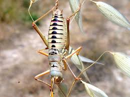 Attēlu rezultāti vaicājumam “Tettigoniodea”