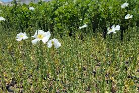 Image result for Romneya coulteri