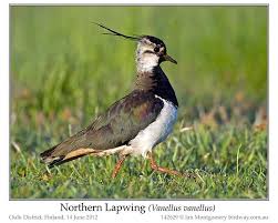 Attēlu rezultāti vaicājumam “Vanellus vanellus”