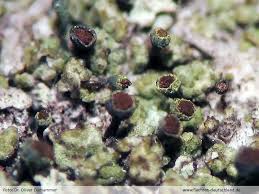 Attēlu rezultāti vaicājumam “Chaenotheca phaeocephala”