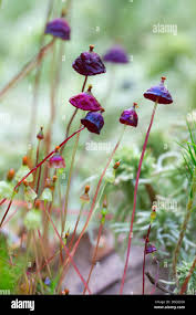 Attēlu rezultāti vaicājumam “Splachnum ampullaceum sporophyte”