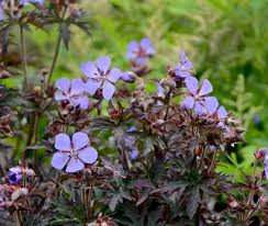 Attēlu rezultāti vaicājumam “Geranium pratense leaf”