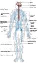<b>Peripheral nervous</b> system