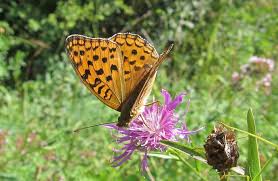 Attēlu rezultāti vaicājumam “Argynnis adippe female”