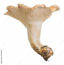 Attēlu rezultāti vaicājumam “Hydnum repandum”