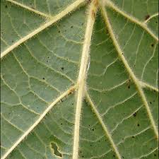 Attēlu rezultāti vaicājumam “Tilia platyphyllos subsp. cordifolia”