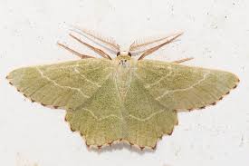 Attēlu rezultāti vaicājumam “Thalera fimbrialis”