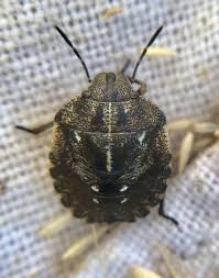 Attēlu rezultāti vaicājumam “Eurygaster testudinaria”