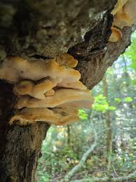 Attēlu rezultāti vaicājumam “Hericium cirrhatum”