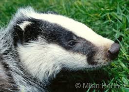 Attēlu rezultāti vaicājumam “Meles meles”