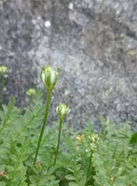 Attēlu rezultāti vaicājumam “Carex chordorhiza”