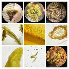 Attēlu rezultāti vaicājumam “Didymodon tophaceus”