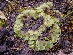 Attēlu rezultāti vaicājumam “Riccia rhenana”