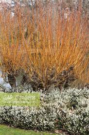 Attēlu rezultāti vaicājumam “Salix alba var. vitellina”