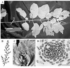 Attēlu rezultāti vaicājumam “Fraxinus excelsior leaf”