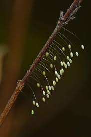 Attēlu rezultāti vaicājumam “Chrysopa eggs”