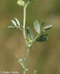 Attēlu rezultāti vaicājumam “Vicia lathyroides leaf”