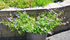 Attēlu rezultāti vaicājumam “Geranium pratense”