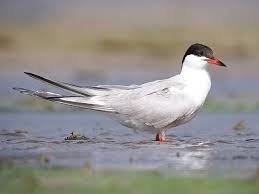 Attēlu rezultāti vaicājumam “Sterna hirundo”