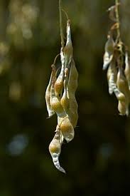 Attēlu rezultāti vaicājumam “Laburnum alpinum fruit”