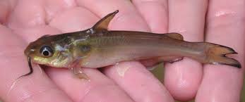 Image result for Ictalurus punctatus