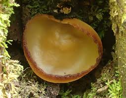 Attēlu rezultāti vaicājumam “Peziza repanda”