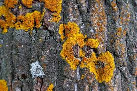 Attēlu rezultāti vaicājumam “Xanthoria polycarpa”