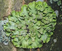 Attēlu rezultāti vaicājumam “Pleurosticta acetabulum”