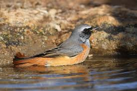 Attēlu rezultāti vaicājumam “Phoenicurus phoenicurus male”