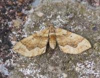 Attēlu rezultāti vaicājumam “Pelurga comitata”