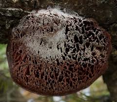 Attēlu rezultāti vaicājumam “Leptoporus mollis”