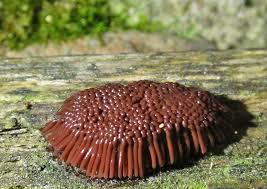 Attēlu rezultāti vaicājumam “Stemonitopsis subcaespitosa stalked”