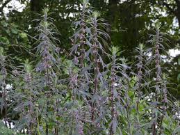 Attēlu rezultāti vaicājumam “Leonurus quinquelobatus”