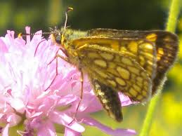 Attēlu rezultāti vaicājumam “Heteropterus morpheus upperside”