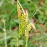 Attēlu rezultāti vaicājumam “Carex pallescens”