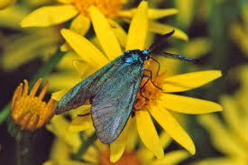 Attēlu rezultāti vaicājumam “Adscita statices”