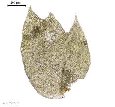 Attēlu rezultāti vaicājumam “Tritomaria exsecta macro”