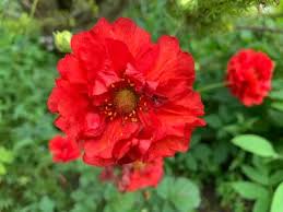 Image result for Storchschnäbel