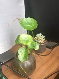 Attēlu rezultāti vaicājumam “Hydrocotyle vulgaris flower”