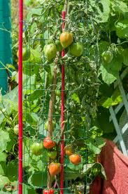 Afbeeldingsresultaat voor anna russian tomato