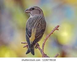 Image result for Loxia curvirostra